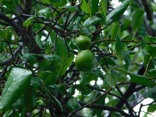 Diospyros californica (Diospyros californica)
