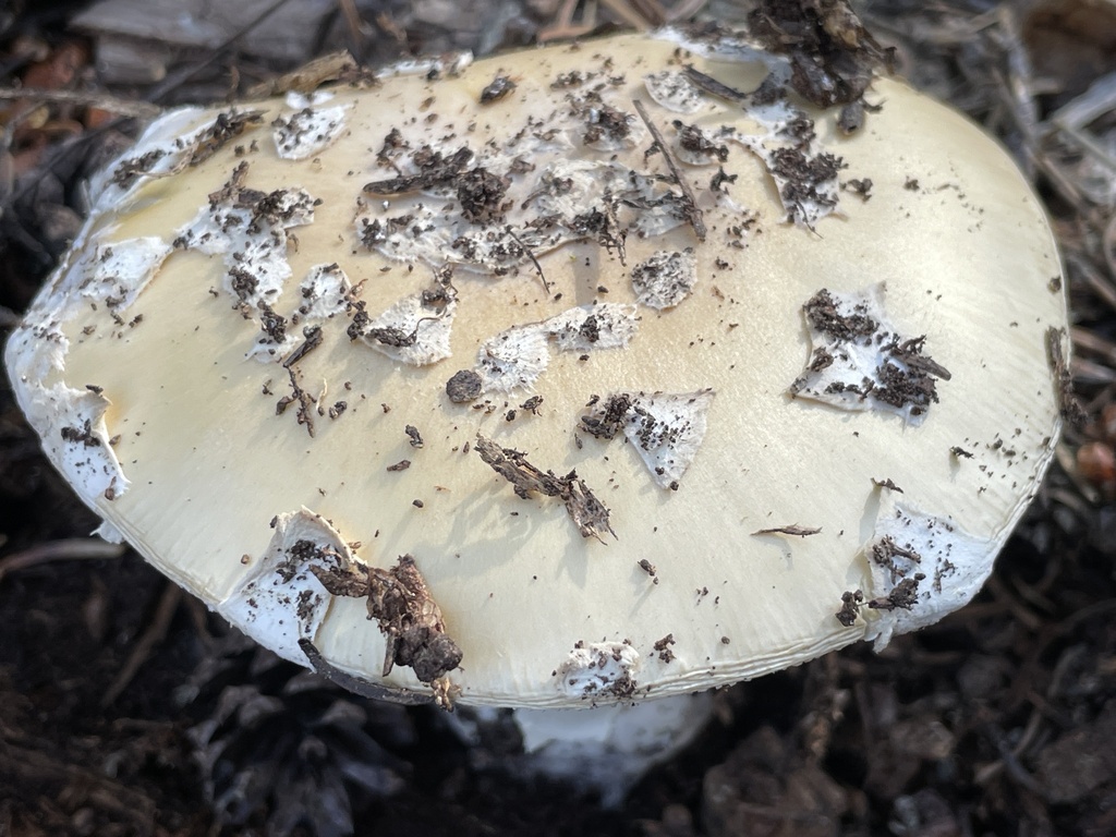 Amanita sp. 'pacificogemmata'