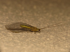 Italochrysa insignis