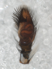 Corythalia bicincta image