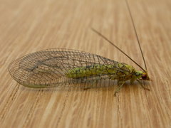 Italochrysa insignis