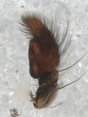 Corythalia bicincta image