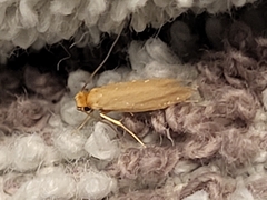 Webbing Clothes Moth