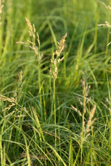 Poa eminens