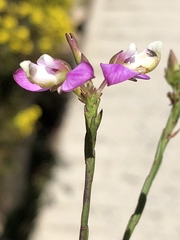 Polygala wittebergensis