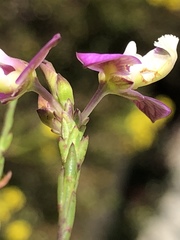 Polygala wittebergensis