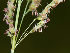 Poa eminens