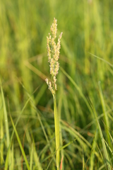 Poa eminens