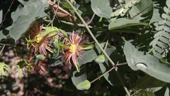 Passiflora mexicana