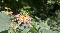 Passiflora mexicana
