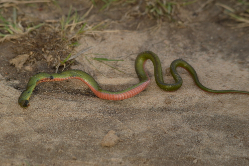 Jaeger's Ground Snake