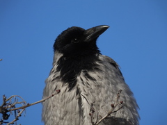 Corvus cornix