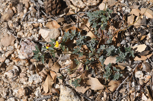 scrub lotus (Acmispon argyraeus)