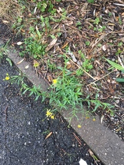 Senecio madagascariensis
