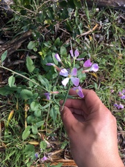 Raphanus sativus raphanistroides