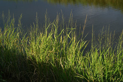 Zizania latifolia