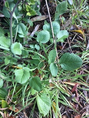 Raphanus sativus raphanistroides