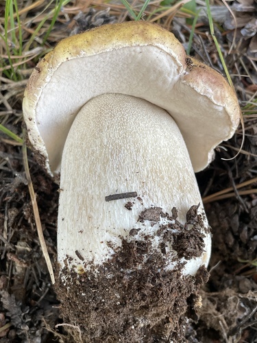 Boletus edulis (Photo 3 of 5)