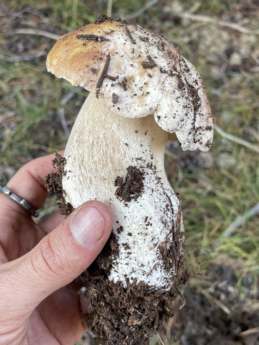 Boletus edulis (Photo 4 of 5)