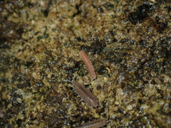 Pyrgodesmidae