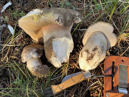 Boletus edulis
