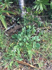 Raphanus sativus raphanistroides