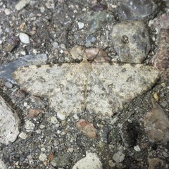 Stenoporpia