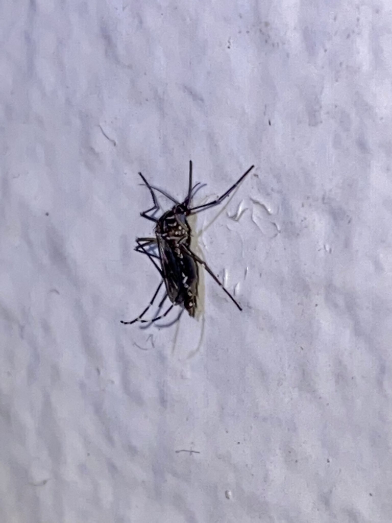 Mosquitoes from W2MV+7G4, Guanica, Guánica 00647, Puerto Rico on