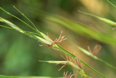 Zizania latifolia