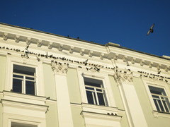 Columba livia domestica