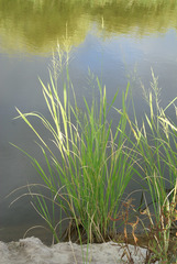 Zizania latifolia