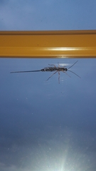 Ephialtes manifestator