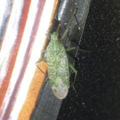 Orthotylus coagulatus