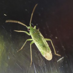 Orthotylus coagulatus