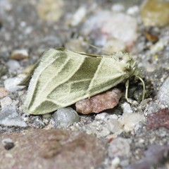 Plagiomimicus tepperi