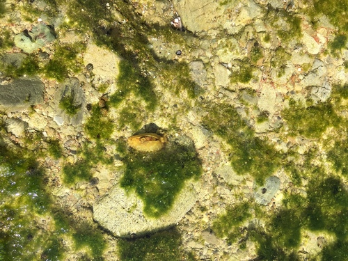 Aplysiidae