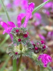 Lamium amplexicaule