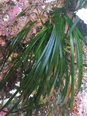 Phyllospadix scouleri