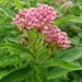 Western Swamp Milkweed - Photo (c) zen Sutherland, some rights reserved (CC BY-NC-SA)