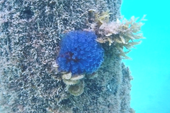 Clavelina moluccensis