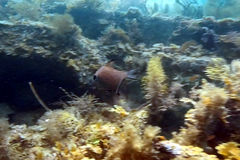 Pempheris multiradiata