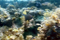 Pempheris multiradiata