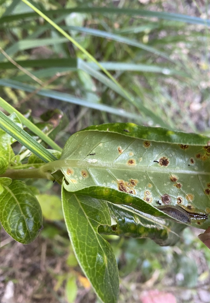 Coprosma rust from North Shore, Hauraki, Auckland, New Zealand on ...