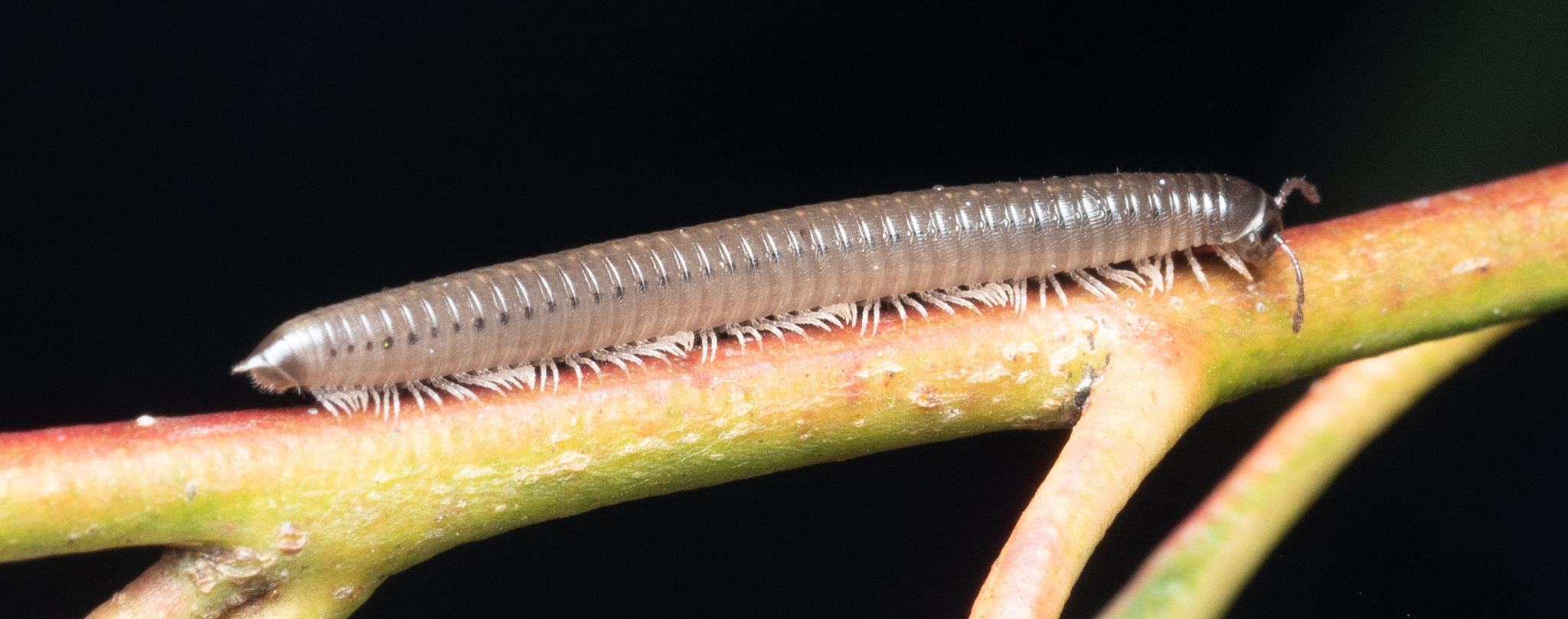 Portuguese Millipede (Ommatoiulus moreleti) · iNaturalist, image size:2048x808