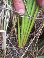 Libertia peregrinans