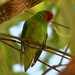 Little Lorikeet - Photo (c) QuestaGame, some rights reserved (CC BY-NC-ND), uploaded by QuestaGame