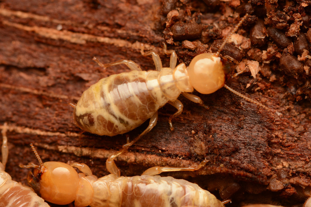 Zootermopsis Neotonic Zootermopsis from Nanaimo, BC, Canada on October 7, 2023 at 11:52 AM by ...