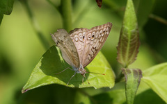 Junonia atlites