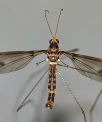 Leptotarsus cubitalis