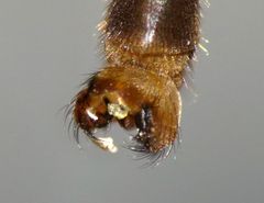 Leptotarsus cubitalis